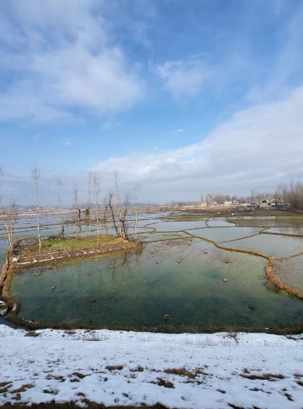 Kashmir Honeymoon Package 5D/4N